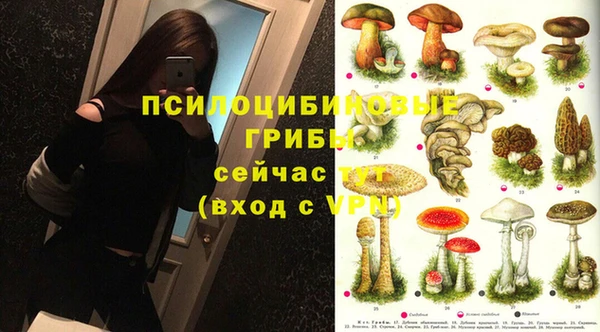 индика Ельня